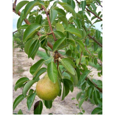 Груша звичайна Милена (осіння) | Pyrus communis Mellina (autumn) | Груша обыкновенная Милена (осенняя)