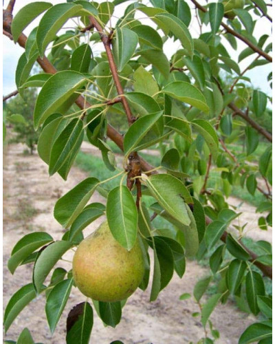 Груша звичайна Милена (осіння) | Pyrus communis Mellina (autumn) | Груша обыкновенная Милена (осенняя)