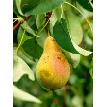 Груша звичайна Милена (осіння) | Pyrus communis Mellina (autumn) | Груша обыкновенная Милена (осенняя)