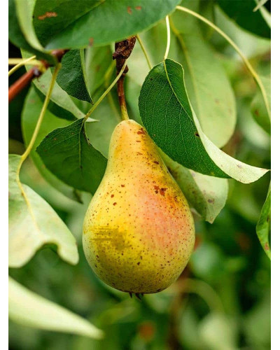 Груша звичайна Милена (осіння) | Pyrus communis Mellina (autumn) | Груша обыкновенная Милена (осенняя)