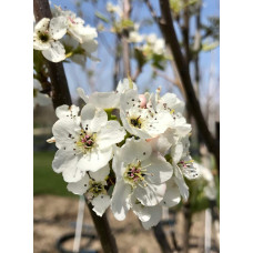 Груша звичайна Милена (осіння) | Pyrus communis Mellina (autumn) | Груша обыкновенная Милена (осенняя)