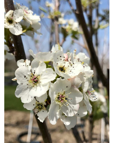 Груша звичайна Милена (осіння) | Pyrus communis Mellina (autumn) | Груша обыкновенная Милена (осенняя)