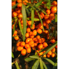 Обліпиха ‘Медова’|Hippophae rhamnoides ‘Medova’|Обліпиха ‘Медова’