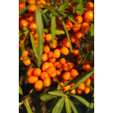 Обліпиха ‘Медова’|Hippophae rhamnoides ‘Medova’|Обліпиха ‘Медова’