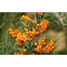 Обліпиха ‘Медова’|Hippophae rhamnoides ‘Medova’|Обліпиха ‘Медова’