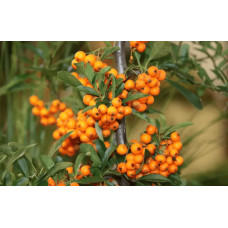 Обліпиха ‘Медова’|Hippophae rhamnoides ‘Medova’|Обліпиха ‘Медова’
