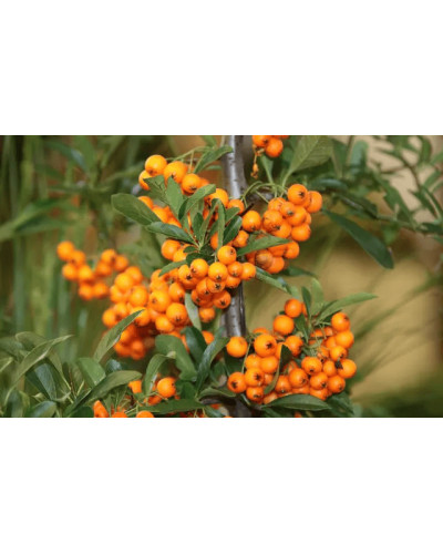 Обліпиха ‘Медова’|Hippophae rhamnoides ‘Medova’|Обліпиха ‘Медова’
