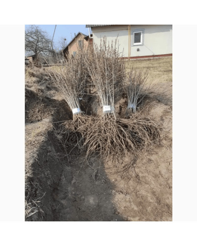 Обліпиха ‘Медова’|Hippophae rhamnoides ‘Medova’|Обліпиха ‘Медова’