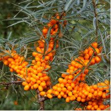 Обліпиха ‘Медова’|Hippophae rhamnoides ‘Medova’|Обліпиха ‘Медова’