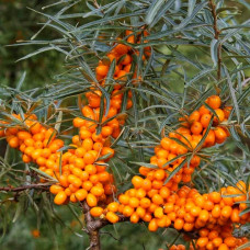 Обліпиха ‘Медова’|Hippophae rhamnoides ‘Medova’|Обліпиха ‘Медова’
