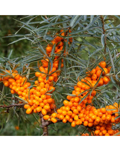 Обліпиха ‘Медова’|Hippophae rhamnoides ‘Medova’|Обліпиха ‘Медова’