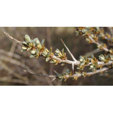 Обліпиха ‘Медова’|Hippophae rhamnoides ‘Medova’|Обліпиха ‘Медова’
