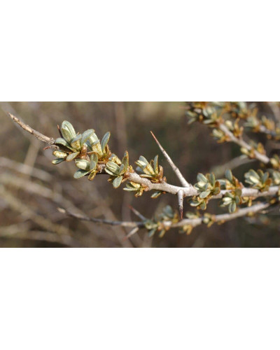 Обліпиха ‘Медова’|Hippophae rhamnoides ‘Medova’|Обліпиха ‘Медова’