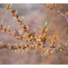 Обліпиха ‘Медова’|Hippophae rhamnoides ‘Medova’|Обліпиха ‘Медова’