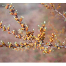 Обліпиха ‘Медова’|Hippophae rhamnoides ‘Medova’|Обліпиха ‘Медова’