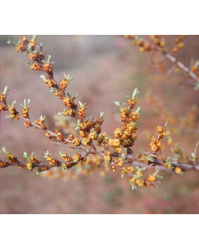 Обліпиха ‘Медова’|Hippophae rhamnoides ‘Medova’|Обліпиха ‘Медова’