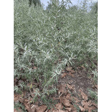 Обліпиха ‘Медова’|Hippophae rhamnoides ‘Medova’|Обліпиха ‘Медова’
