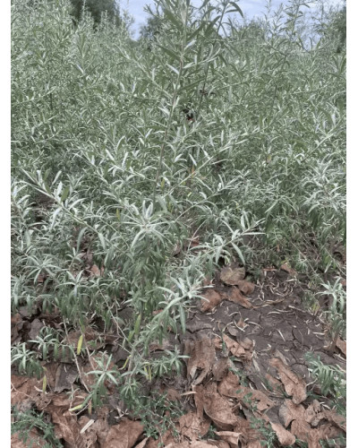 Обліпиха ‘Медова’|Hippophae rhamnoides ‘Medova’|Обліпиха ‘Медова’