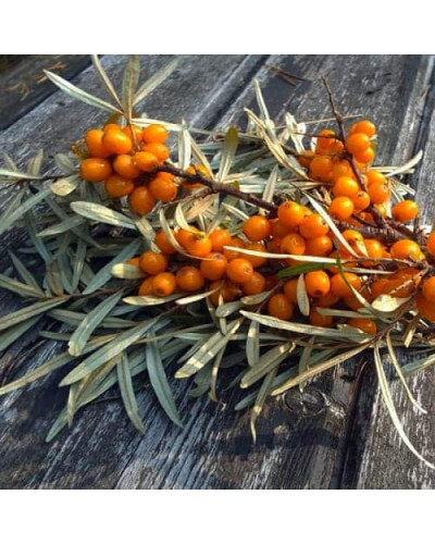 Обліпиха ‘Медова’|Hippophae rhamnoides ‘Medova’|Обліпиха ‘Медова’