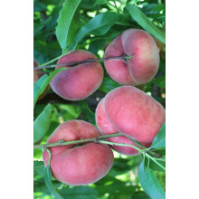 Персик інжирний ‘Світ Кап’|Prunus persica ‘Sweet Cap’|Персик инжирный ‘Свит Кап’