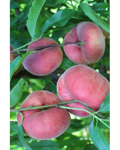 Персик інжирний ‘Світ Кап’|Prunus persica ‘Sweet Cap’|Персик инжирный ‘Свит Кап’