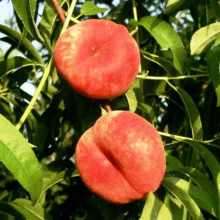 Персик інжирний ‘Світ Кап’|Prunus persica ‘Sweet Cap’|Персик инжирный ‘Свит Кап’