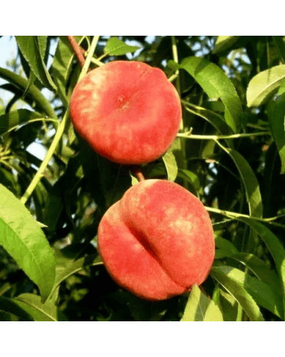 Персик інжирний ‘Світ Кап’|Prunus persica ‘Sweet Cap’|Персик инжирный ‘Свит Кап’