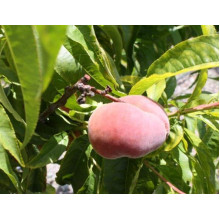 Персик інжирний ‘Світ Кап’|Prunus persica ‘Sweet Cap’|Персик инжирный ‘Свит Кап’
