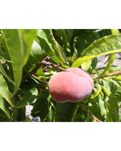Персик інжирний ‘Світ Кап’|Prunus persica ‘Sweet Cap’|Персик инжирный ‘Свит Кап’