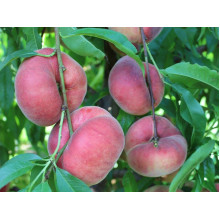 Персик інжирний ‘Світ Кап’|Prunus persica ‘Sweet Cap’|Персик инжирный ‘Свит Кап’