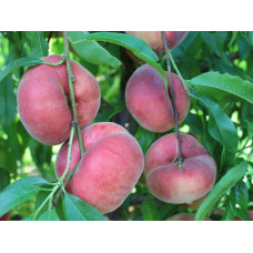 Персик інжирний ‘Світ Кап’|Prunus persica ‘Sweet Cap’|Персик инжирный ‘Свит Кап’