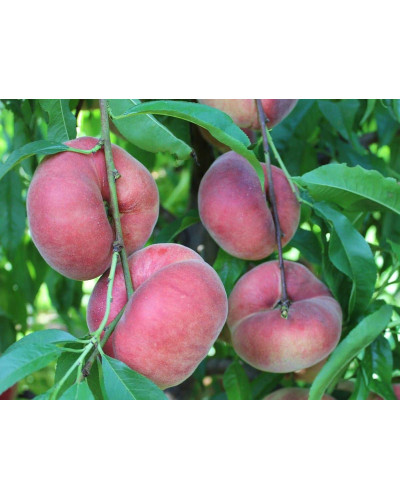Персик інжирний ‘Світ Кап’|Prunus persica ‘Sweet Cap’|Персик инжирный ‘Свит Кап’