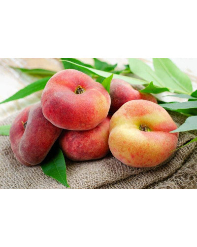 Персик інжирний ‘Світ Кап’|Prunus persica ‘Sweet Cap’|Персик инжирный ‘Свит Кап’