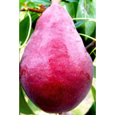 Груша колоновидна ‘Кармен’|Pyrus communis ‘Karmen’|Груша колоновидная ’Кармен’