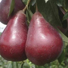 Груша колоновидна ‘Кармен’|Pyrus communis ‘Karmen’|Груша колоновидная ’Кармен’