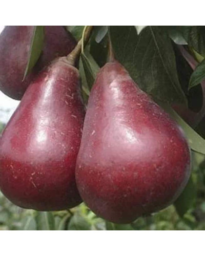 Груша колоновидна ‘Кармен’|Pyrus communis ‘Karmen’|Груша колоновидная ’Кармен’