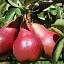 Груша колоновидна ‘Кармен’|Pyrus communis ‘Karmen’|Груша колоновидная ’Кармен’