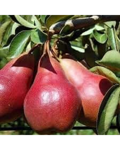 Груша колоновидна ‘Кармен’|Pyrus communis ‘Karmen’|Груша колоновидная ’Кармен’