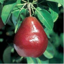 Груша колоновидна ‘Кармен’|Pyrus communis ‘Karmen’|Груша колоновидная ’Кармен’