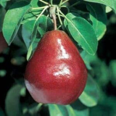 Груша колоновидна ‘Кармен’|Pyrus communis ‘Karmen’|Груша колоновидная ’Кармен’