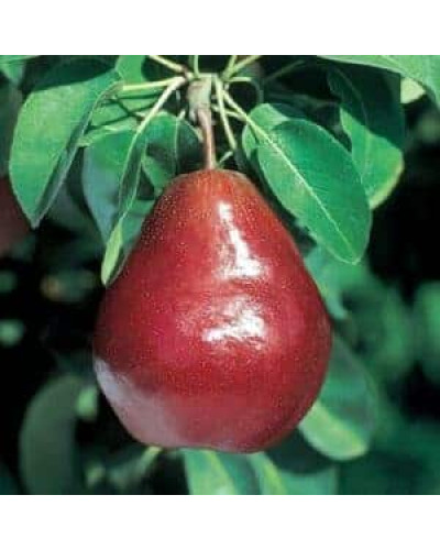 Груша колоновидна ‘Кармен’|Pyrus communis ‘Karmen’|Груша колоновидная ’Кармен’