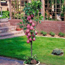 Груша колоновидна ‘Кармен’|Pyrus communis ‘Karmen’|Груша колоновидная ’Кармен’