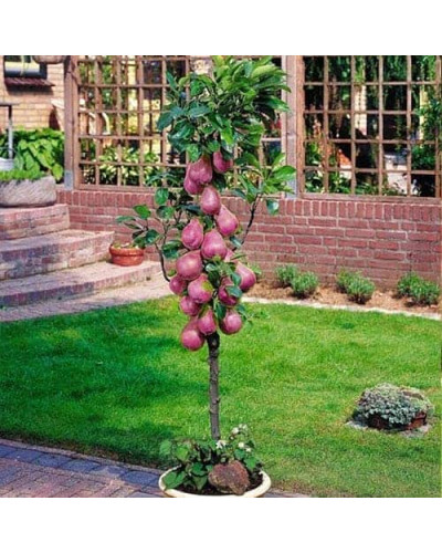 Груша колоновидна ‘Кармен’|Pyrus communis ‘Karmen’|Груша колоновидная ’Кармен’