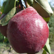 Груша колоновидна ‘Кармен’|Pyrus communis ‘Karmen’|Груша колоновидная ’Кармен’