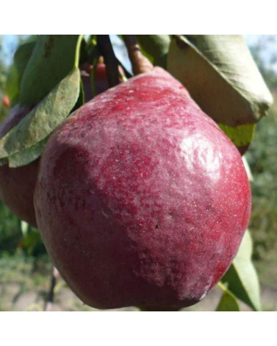 Груша колоновидна ‘Кармен’|Pyrus communis ‘Karmen’|Груша колоновидная ’Кармен’