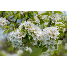 Груша колоновидна ‘Кармен’|Pyrus communis ‘Karmen’|Груша колоновидная ’Кармен’