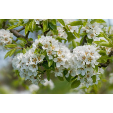 Груша колоновидна ‘Кармен’|Pyrus communis ‘Karmen’|Груша колоновидная ’Кармен’