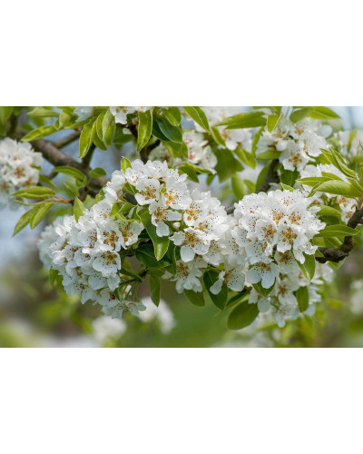Груша колоновидна ‘Кармен’|Pyrus communis ‘Karmen’|Груша колоновидная ’Кармен’
