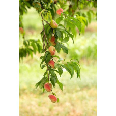 Персик інжирний ‘Нікітський’|Prunus persica var. platycarpa ‘Nikitskiy’|Персик инжирный ‘Никитский’