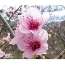 Персик інжирний ‘Нікітський’|Prunus persica var. platycarpa ‘Nikitskiy’|Персик инжирный ‘Никитский’